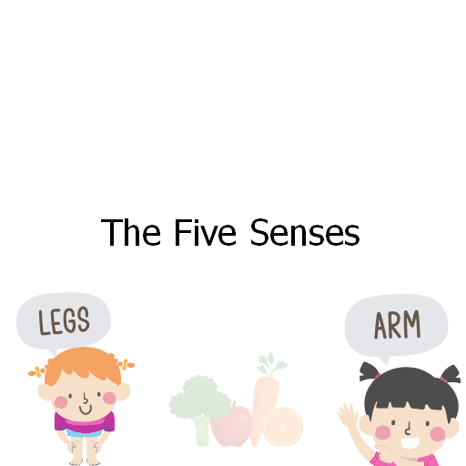 The Five Senses